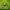 All Lucky Clover 5