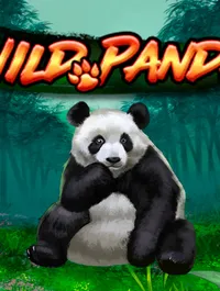 Wild Panda